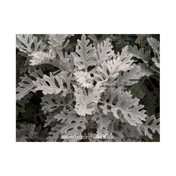 Grblad. Cineraria maritima. Silverdust. Fr