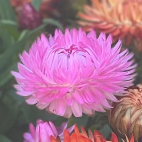 K�mpeevighedsblomster. Silvery rose.  Helichrysum bracteatum.  Ca. 250 fr�