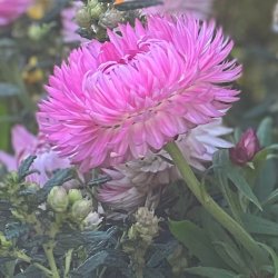 K�mpeevighedsblomster. Silvery rose.  Helichrysum bracteatum.  Ca. 250 fr�