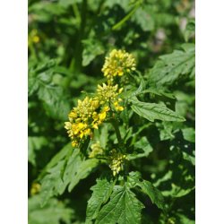 Sennep. Gul. Sinapis alba. kologisk. Fr