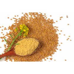 Sennep. Gul. Sinapis alba. kologisk. Fr