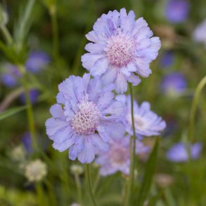 Skabiose fr�. Perfect blue. Kaukasisk. Scabiosa caucasica. Ca. 45 Fr�