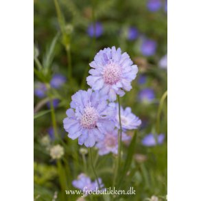 Skabiose. Perfect blue. Kaukasisk. Scabiosa caucasica. Fr