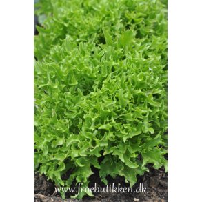 Salat. Skilton. Lactuca sativa. Fr.