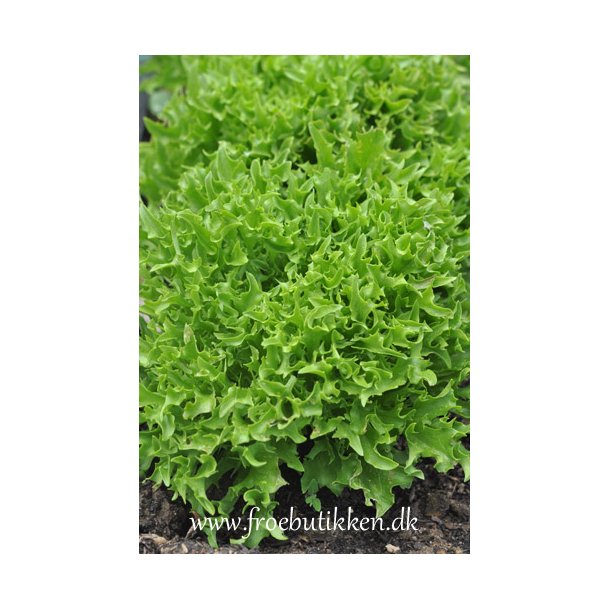 Salat. Skilton. Lactuca sativa. Fr.