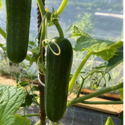 Agurk fr. Picolino. F1 kologisk. Cucumis sativus. Ca. 6 Fr