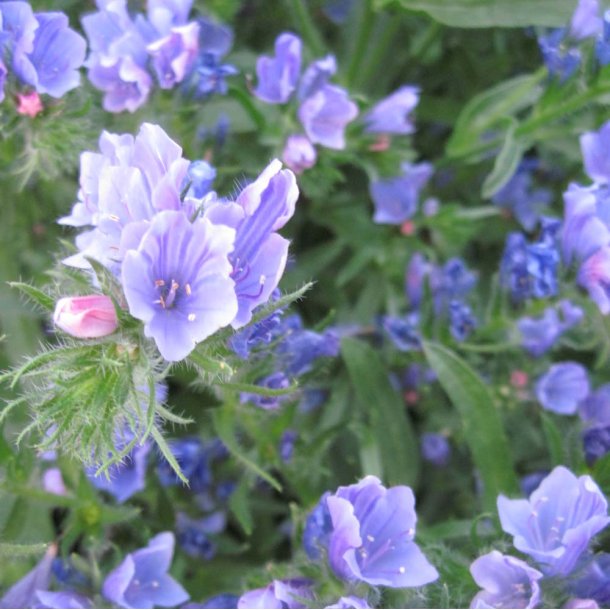 Slangehoved. Blue Bedder. Echium plantagineum. Fr.