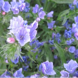 Slangehoved. Blue Bedder. Echium plantagineum. Fr.