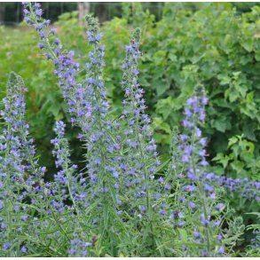 Slangehoved. Echium vulgare. Hj. Fr