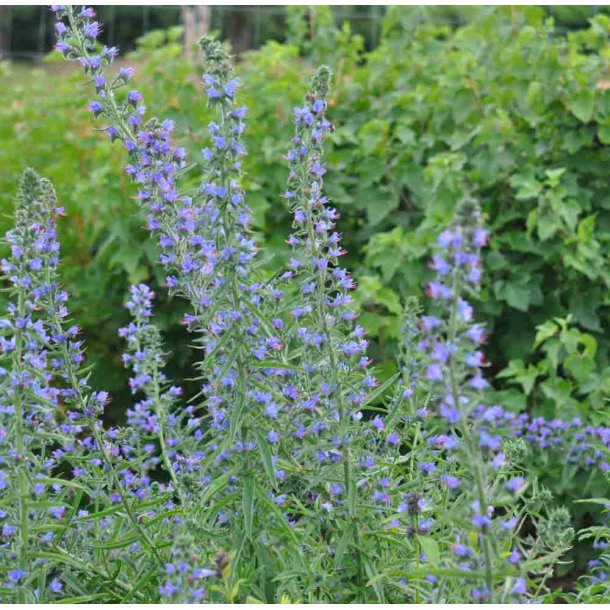 Slangehoved. Echium vulgare. Hj. Fr