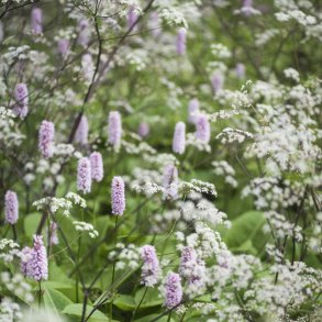 Slangeurt fr�. Persicaria bistorta. Ca. 60 Fr�