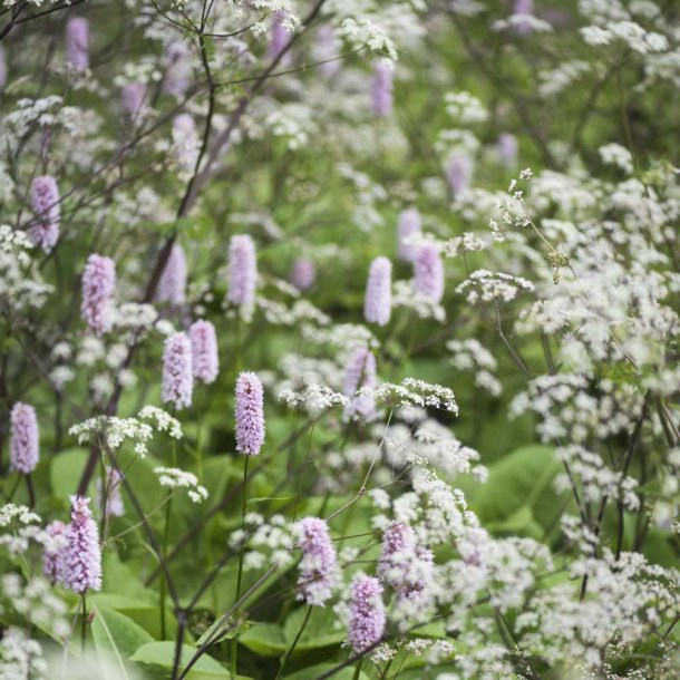 Slangeurt fr�. Persicaria bistorta. Ca. 60 Fr�