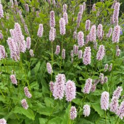 Slangeurt fr�. Persicaria bistorta. Ca. 60 Fr�