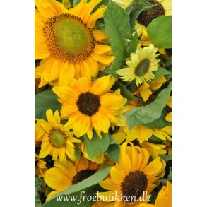 Solsikker. Helianthus annuus. Dwarf spray mixed. kologisk Fr.