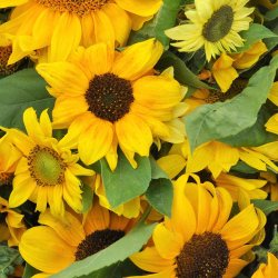 Solsikke fr�. Dwarf spray mixed. Helianthus annuus. Ca. 60 �kologiske fr�.