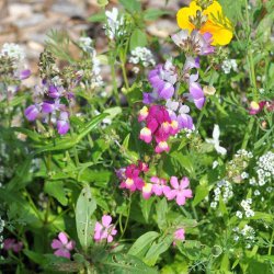 Blomsterblanding fr�. De sm� vilde. Fr�