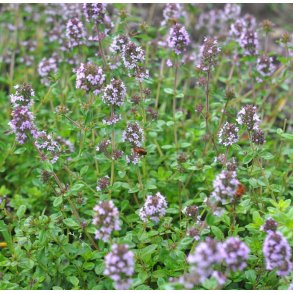 Timian. Smalbladet. Thymus serpyllum. Fr
