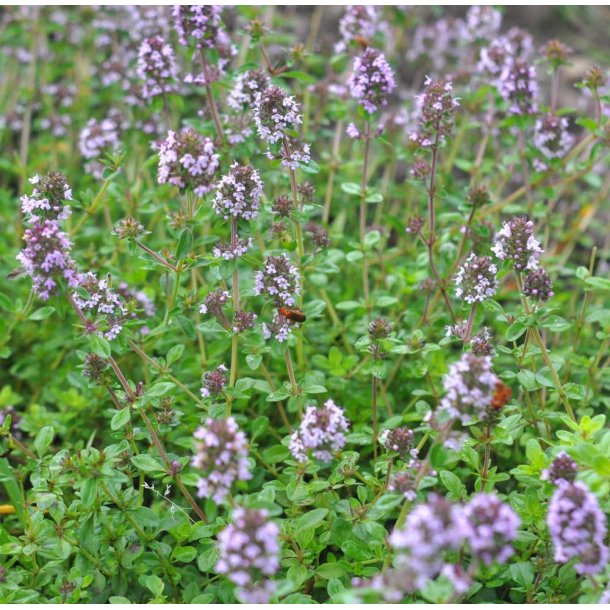 Timian. Smalbladet. Thymus serpyllum. Fr