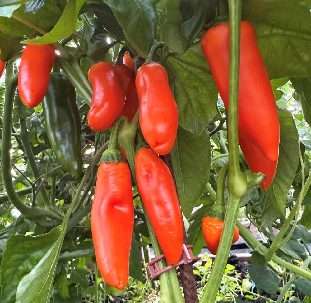 Massevis af økologiske snackpeberfrugter