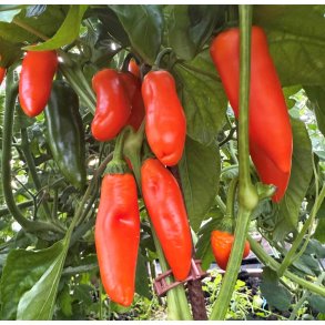 Peber. Flynn. Capsicum annuum. kologisk fr