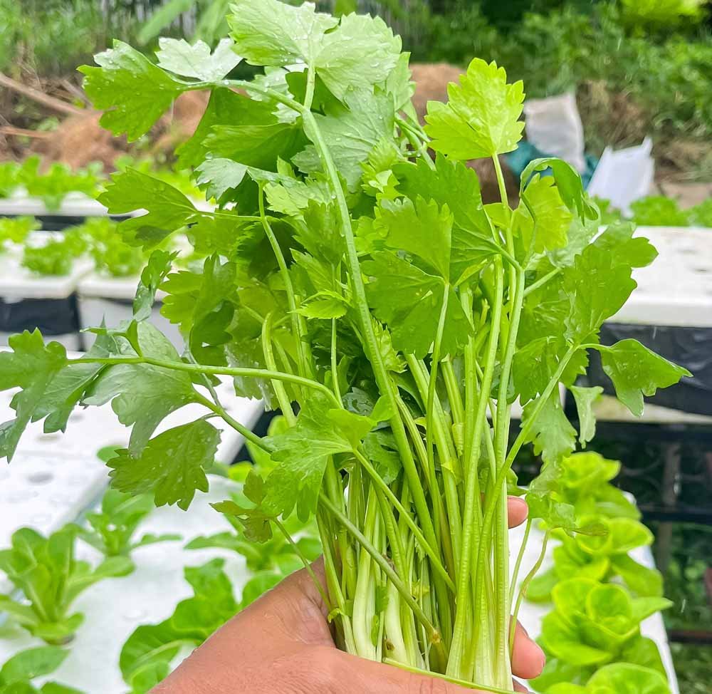 Snitselleri. Dyrk året rundt fra frø