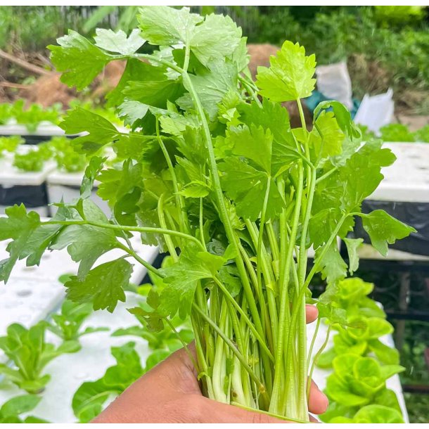 Snitselleri. Apium graveolens var. Secalinum. Fr