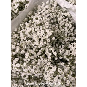 Brudeslr. Snowflake. Gypsophila paniculata. Fr