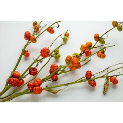 Aubergine. Rd etiopisk. Solanum aethiopicum. Fr