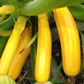 Courgetter fr�. Soleil. Cucurbita pepo. F1. Ca. 5 fr�.
