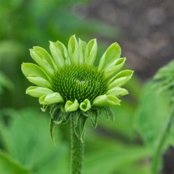 Havepurpursolhat fr�. Alans pride. Echinacea purpurea. Ca. 20 Fr�