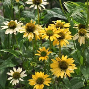 Havepurpursolhat fr�. Mellow yellows. Echinacea purpurea. Ca. 10 Fr�