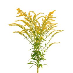 Gyldenris fr�. Solidago virgaurea. Ca. 650 Fr�
