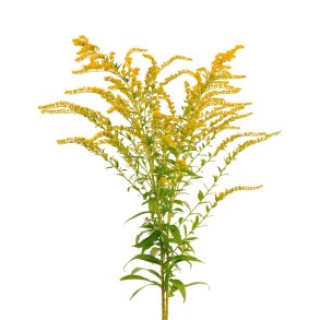 Gyldenris fr�. Solidago virgaurea. Ca. 650 Fr�