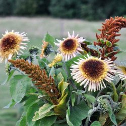 Solsikke fr�. Astra rose. Helianthus annuus. Ca. 130 Fr�.