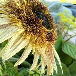 Solsikke fr�. Astra rose. Helianthus annuus. Ca. 130 Fr�.