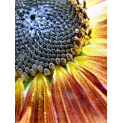 Solsikker. Autumn beauty. Helianthus annuus.  Fr.