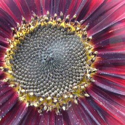 Solsikke fr�. Autumn beauty. Helianthus annuus Ca. 160 Fr�.