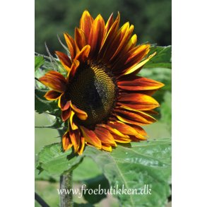 Solsikker. Evening sun.  Helianthus annuus. Fr