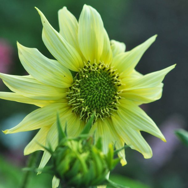 Solsikke fr�. Italian green heart. Helianthus debilis. Ca. 180 Fr�.