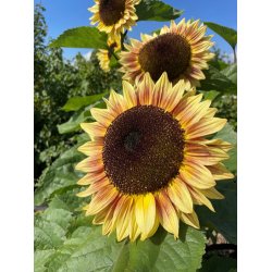 Solsikker. Helianthus annuus. Bicolour Marley. Fr