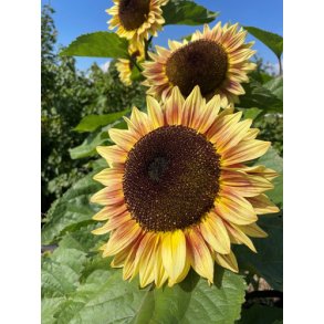 Solsikker. Helianthus annuus. Bicolour Marley. Fr