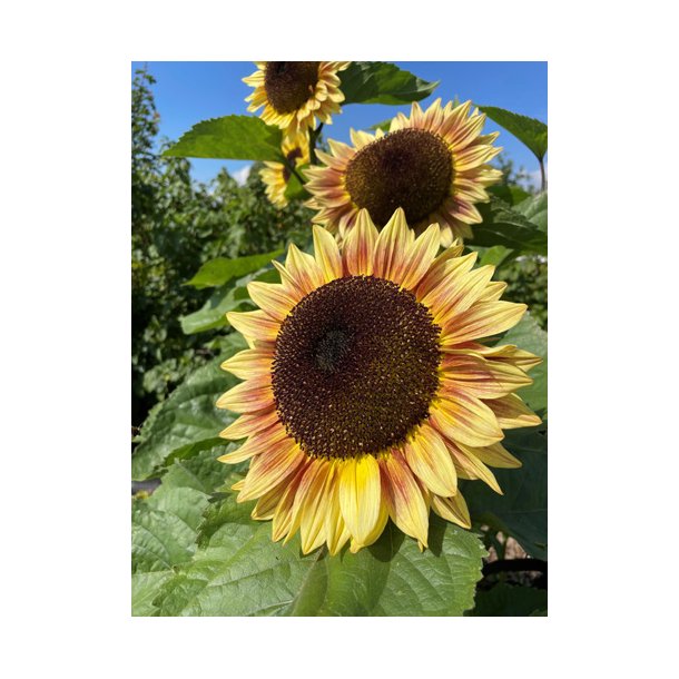 Solsikker. Helianthus annuus. Bicolour Marley. Fr