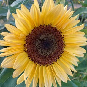 Solsikke fr�. Pro cut Peach. Helianthus annuus. F1. Ca. 20 Fr�