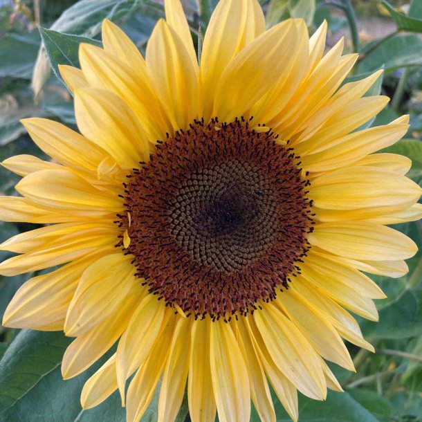 Solsikke fr�. Pro cut Peach. Helianthus annuus. F1. Ca. 20 Fr�