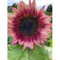 Solsikker. Helianthus annuus. Pro Cut. Plum. F1. Fr