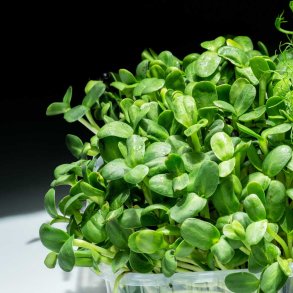 Mikrogr�nt fr�. Solsikke. Helianthus annuus. Ca. 30 gram �kologiske fr�.