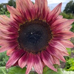 Solsikke fr�. Pro cut Plum. Helianthus annuus. F1. Ca. 20 Fr�