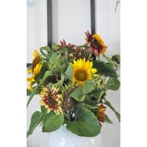 Solsikker. Buketsolsikke. Helianthus annuus. Fr