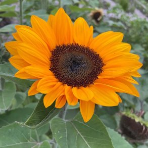 Solsikke fr�. Vincents choice Tangy. Helianthus annuus. Ca. 25 Fr�