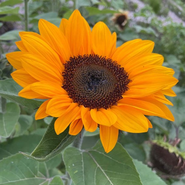 Solsikke fr�. Vincents choice Tangy. Helianthus annuus. Ca. 25 Fr�